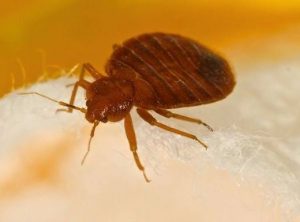 Best Vacuum for Bed Bugs - bed bug