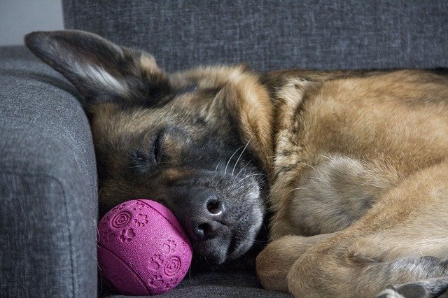 A German Shepherd Dog Sleeping on the Couch