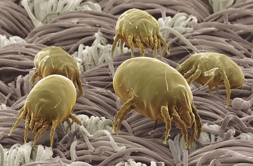 How To Get Rid of dust mites
