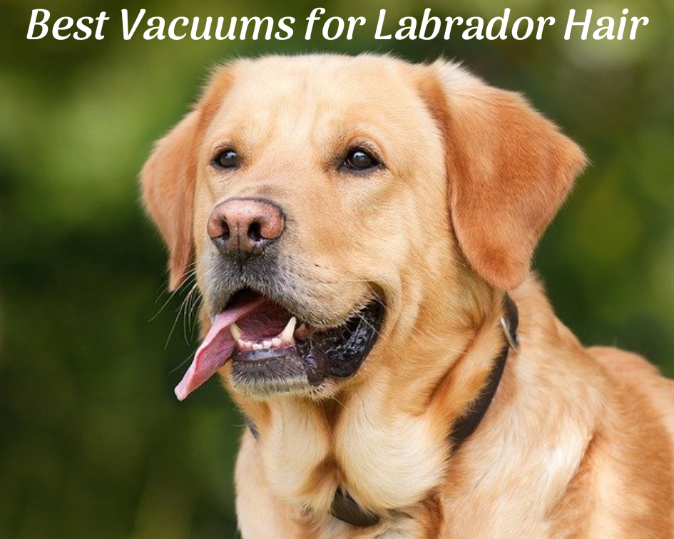 Best Vacuums for Labrador Retriever Hair